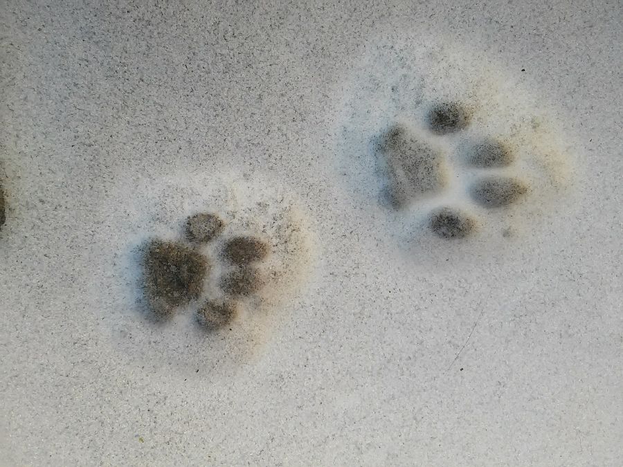 Pister l'animal fantastique